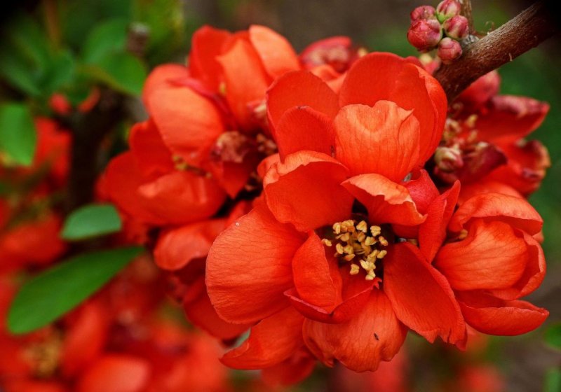 Айва японская Chaenomeles japonica