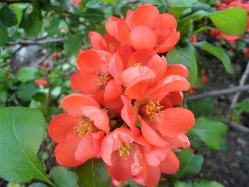 Хеномелес Маулея Chaenomeles maulei