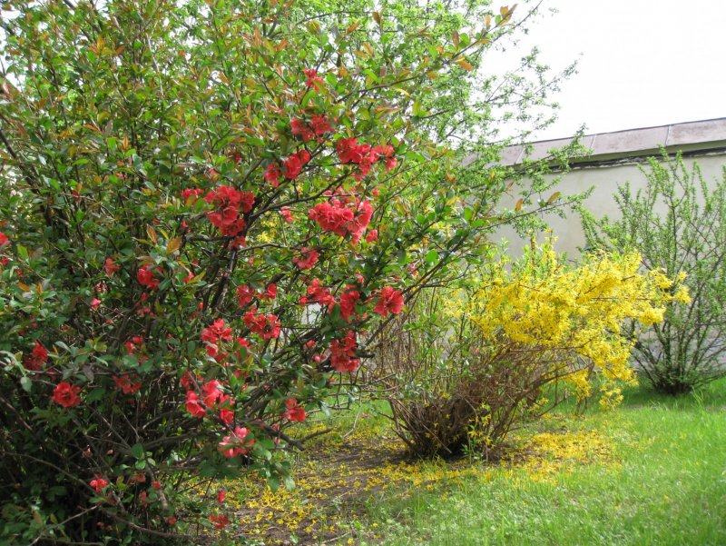 Chaenomeles japonica (хеномелес)