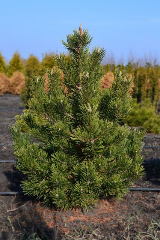 Pinus mugo Gnom