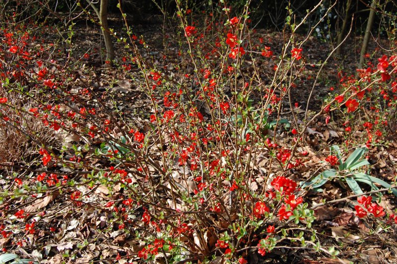 Chaenomeles speciosa