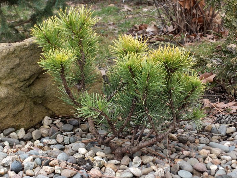 Pumilio Mountain Pine
