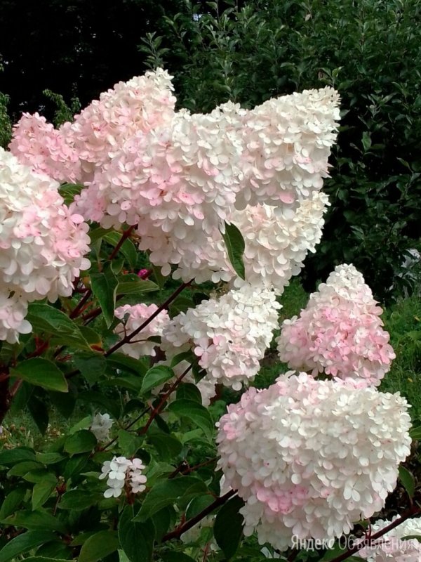 Гортензия древовидная grandiflora