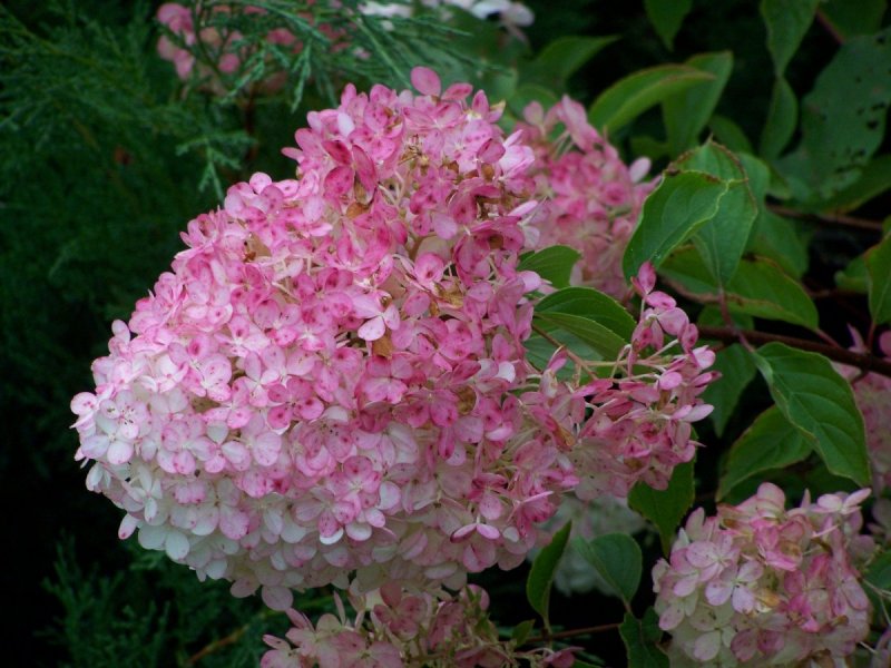 Гортензия Vanille Fraise