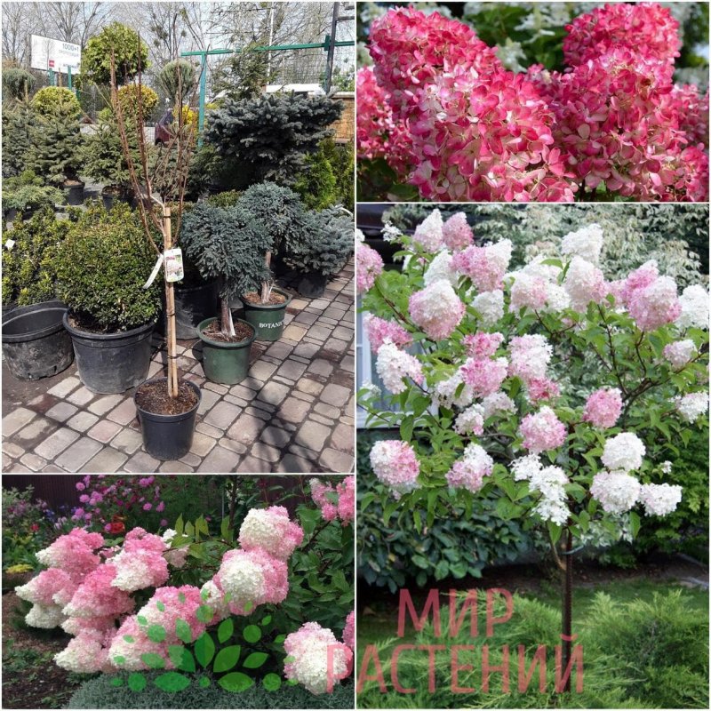 Гортензия метельчатая Vanille Fraise
