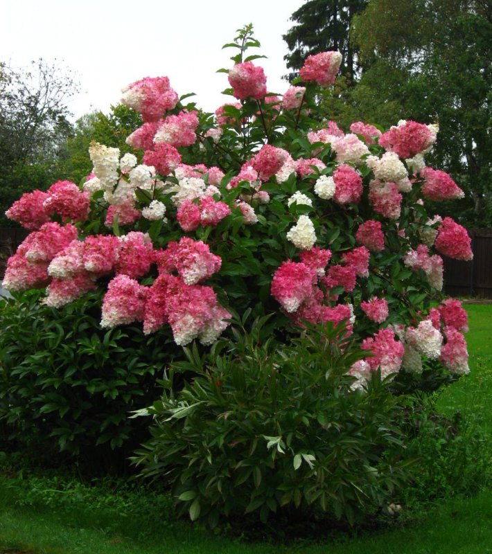 Гортензия метельчатая Pink Queen