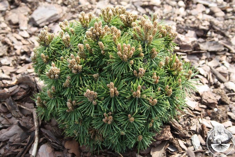 Сосна Pinus mugo