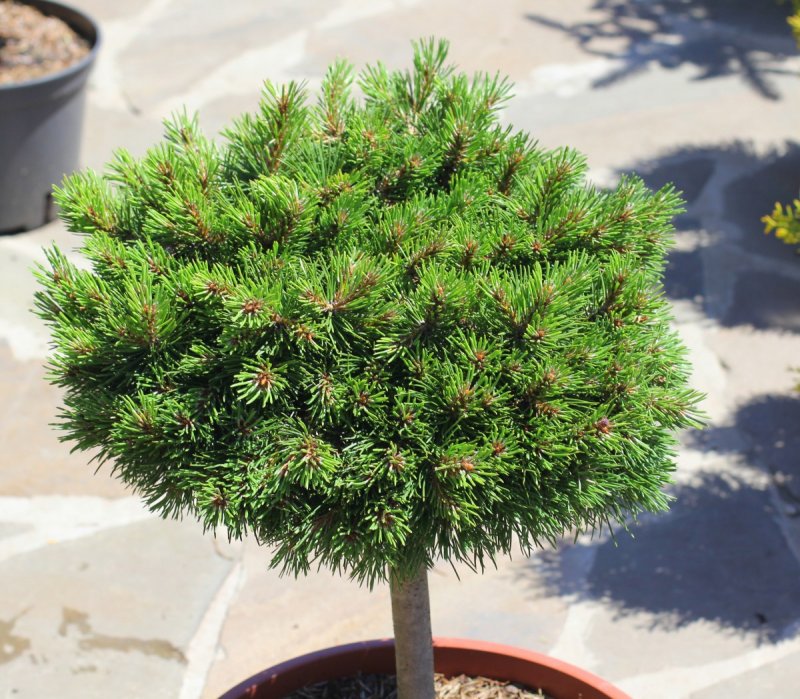 Сосна Горная Pinus mugo