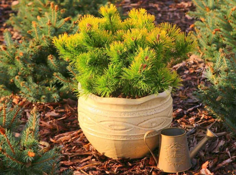 Сосна Горная (Pinus mugo) 'little GOLDSTAR'