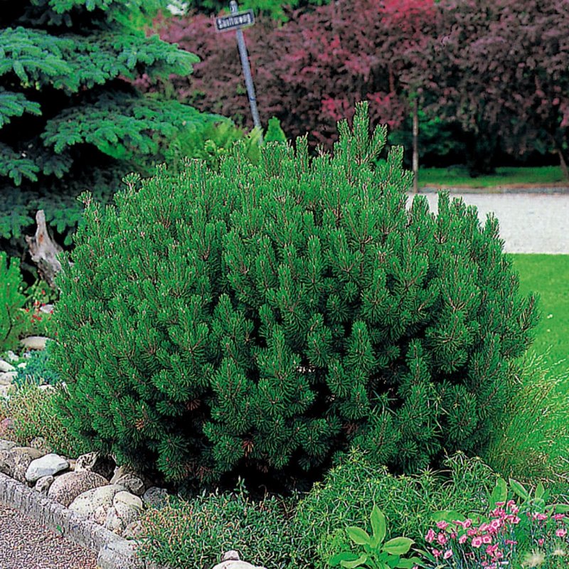 Сосна Горная Pinus mugo Gnom