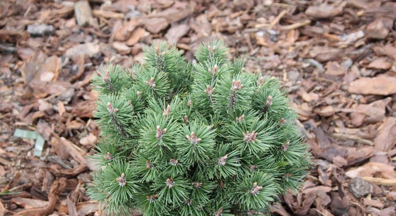Pinus mugo 'Litomysl'