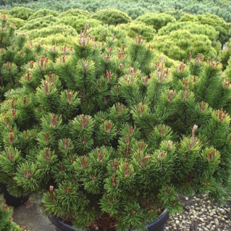 Pinus mugo Gnom