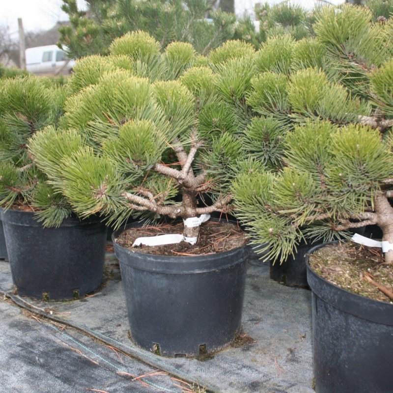 Pinus nigra Rondello