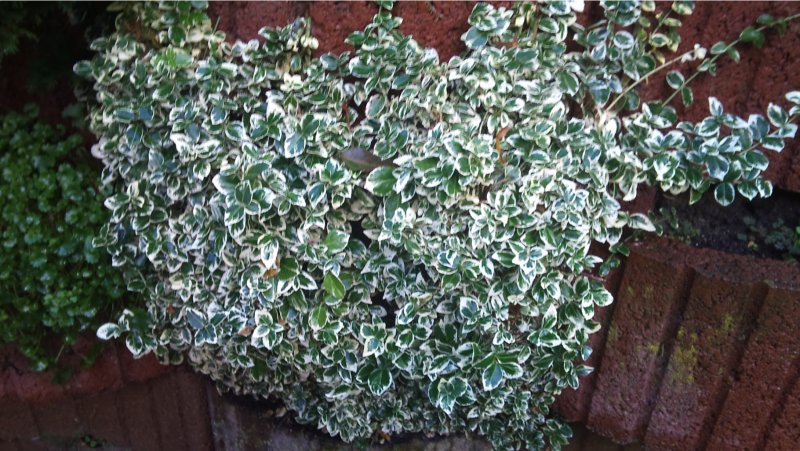 Бересклет Форчуна (Euonymus fortunei)