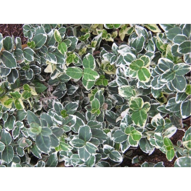 Бересклет Форчуна "Emerald GAIETY"/ Euonymus fortunei