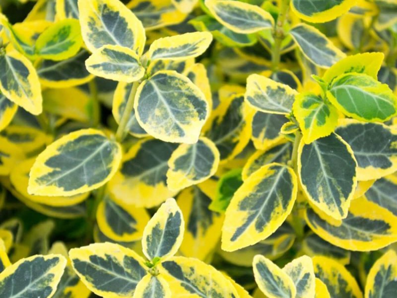 Бересклет Форчуна Emerald Gold