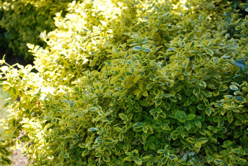 Бересклет Форчуна Emerald Gold
