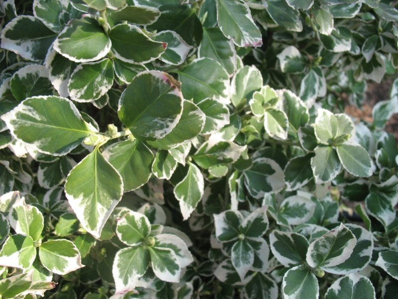 Бересклет Форчуна "Emerald GAIETY"/ Euonymus fortunei
