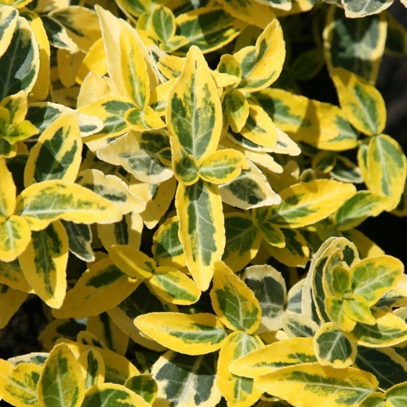 Бересклет Форчуна Emerald Gold
