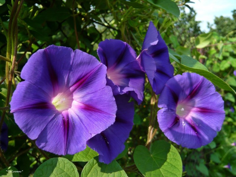Ипомея morning Glory
