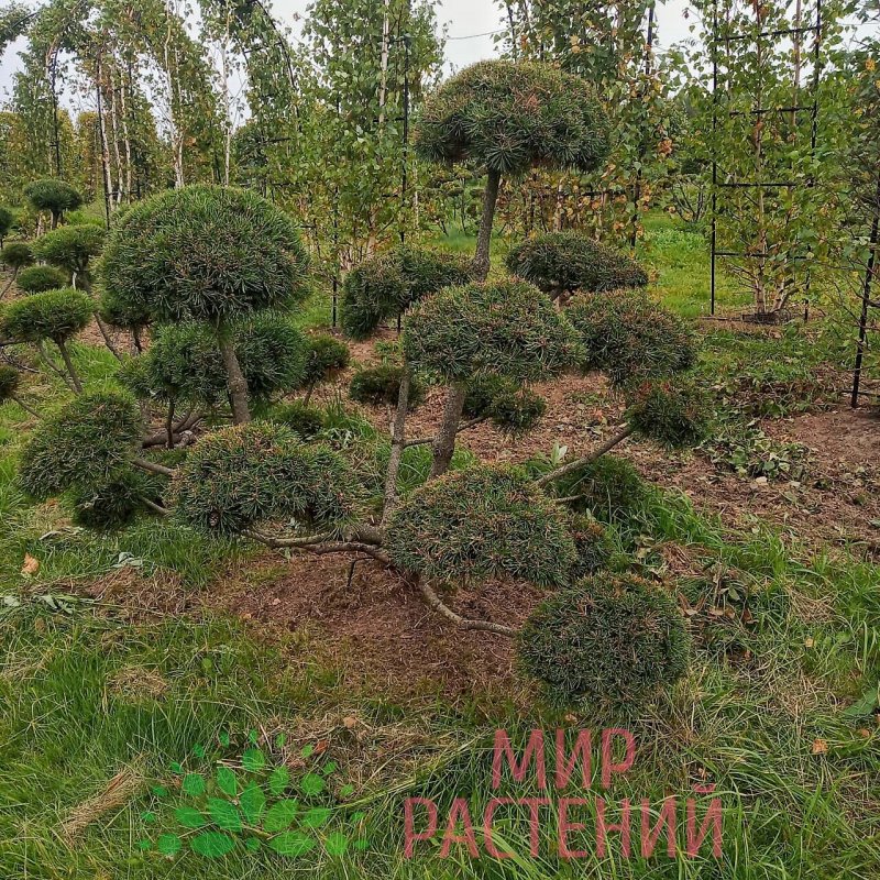 Сосна Горная ниваки