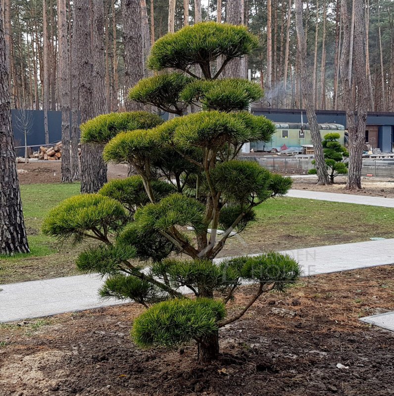 Сосна Горная ниваки
