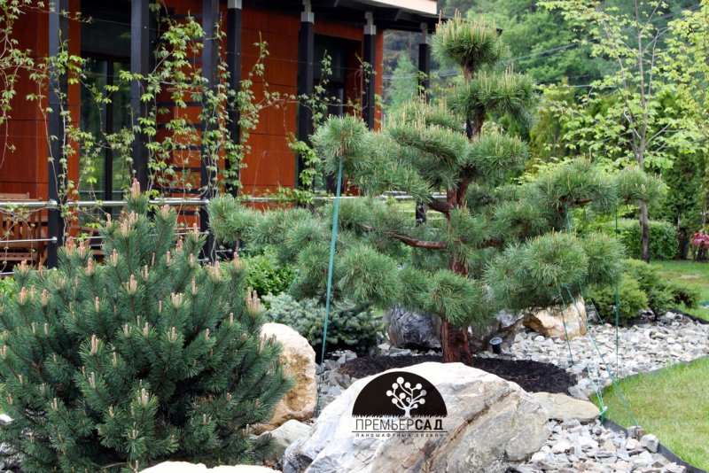 Pinus Sylvestris Watereri