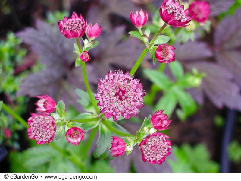 Astrantia Major 'Hadspen Blood'