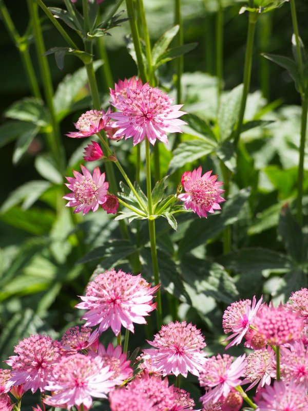 Astrantia Major. 'Venice'