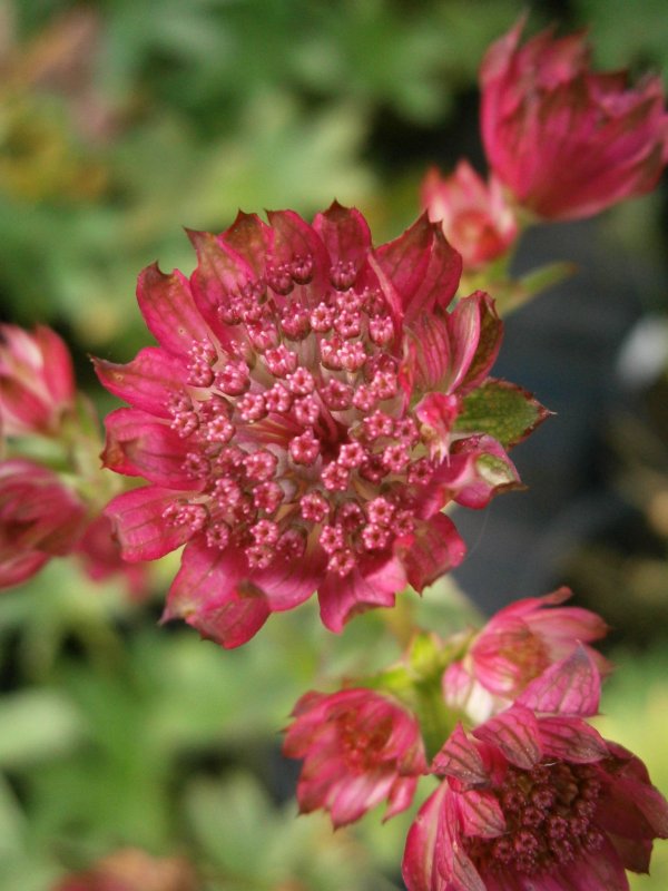 Astrantia Major. 'Venice'