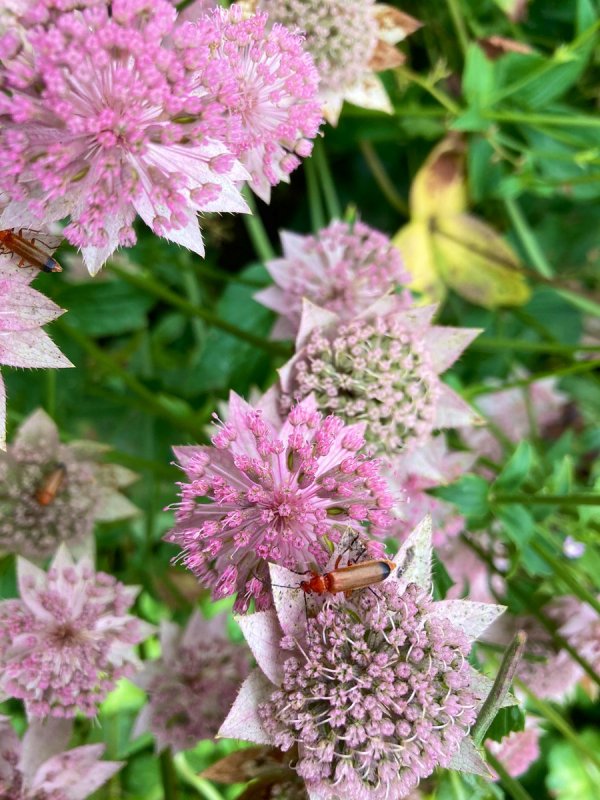 Astrantia Major