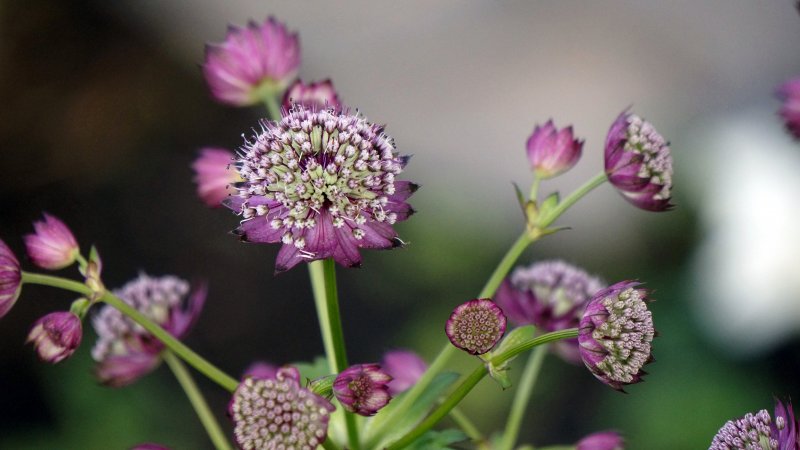 Астранция (Astrantia)Milano