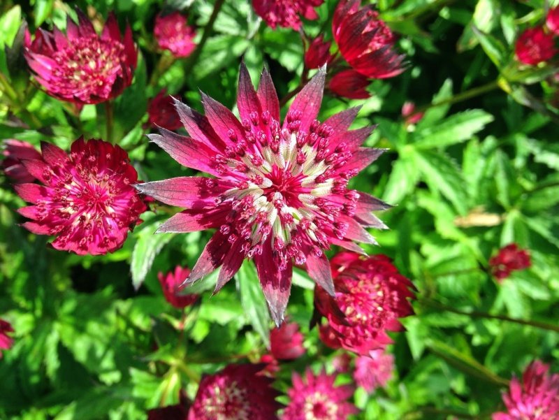 Астранция крупная (Astrantia Major)