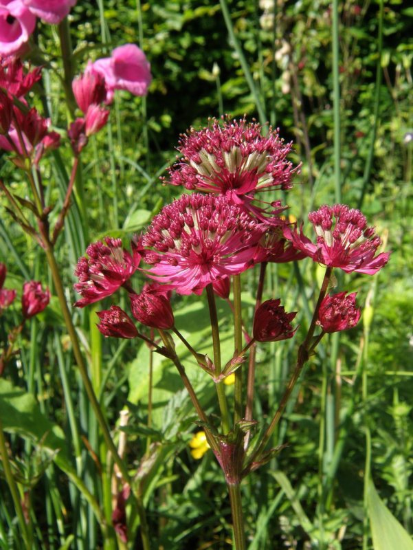 Astrantia Major 'Claret'