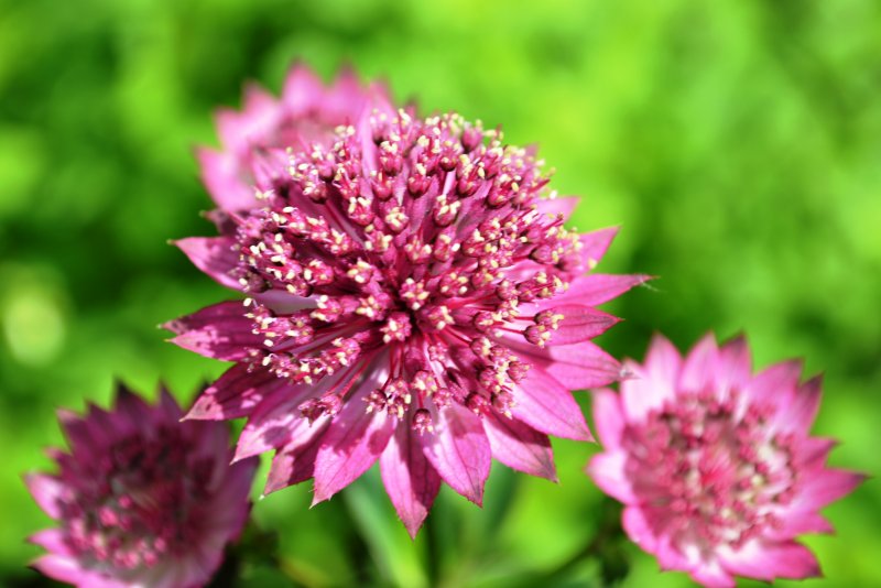 Астранция Astrantia Major. Red Joyce