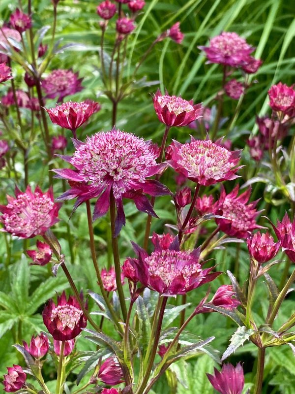 Астранция Astrantia Major rubra