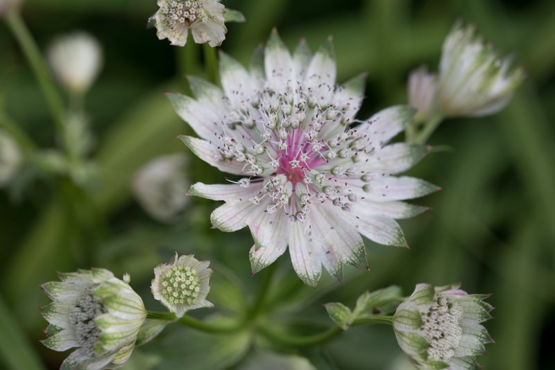 Астранция крупная (Astrantia Major)