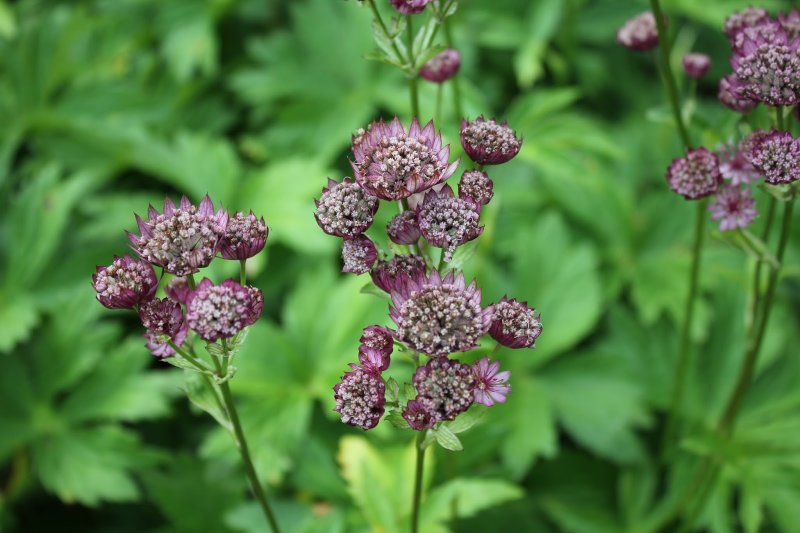 Астранция Astrantia Major Claret