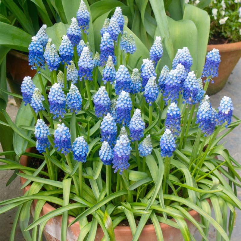 Мускари армянский Muscari armeniacum