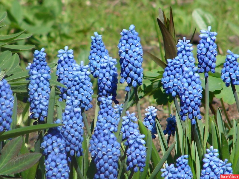Луковицы мускари