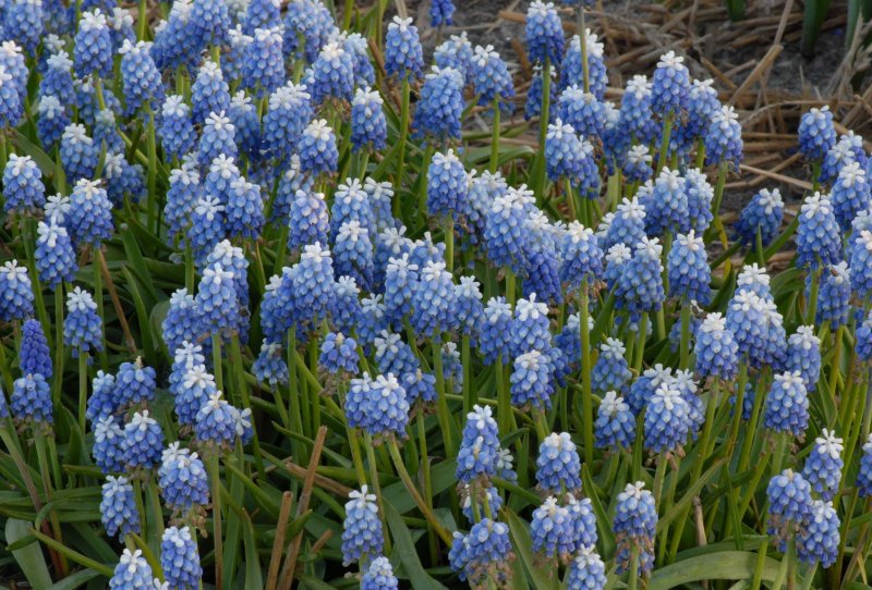 Мускари Арменикум Muscari armeniacum