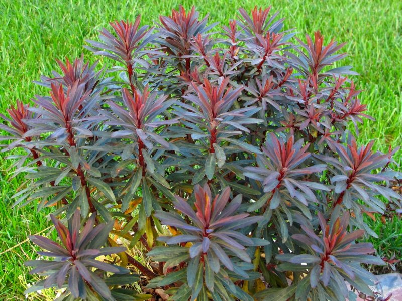 Молочай миндальный purpurea