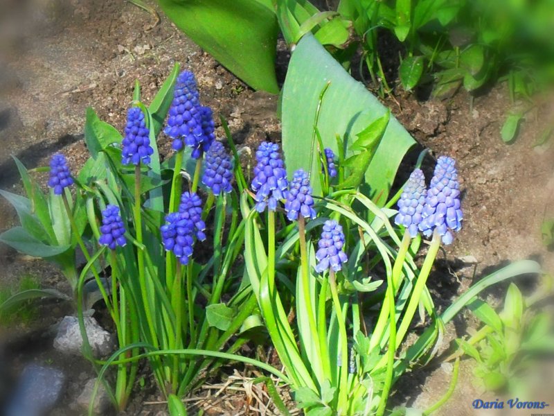Мускари Голден Фрагранс