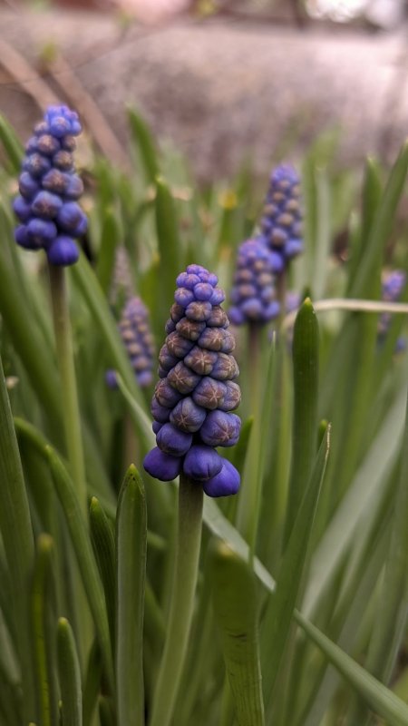 Мускари latifolium