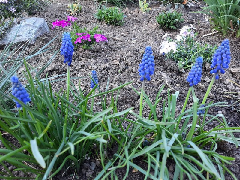 Гортензия – grape Hyacinth