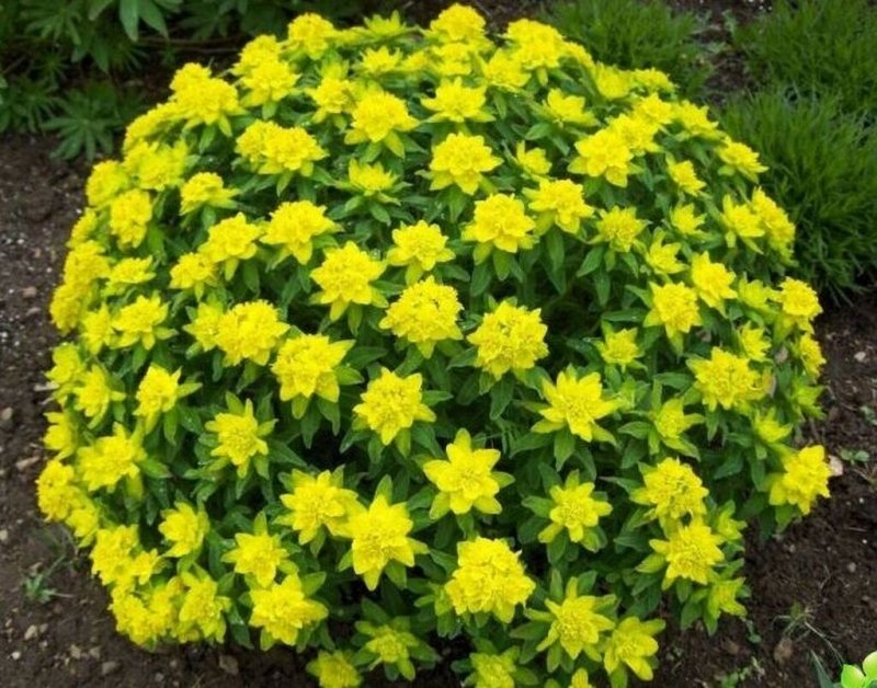 Молочай Euphorbia polychroma