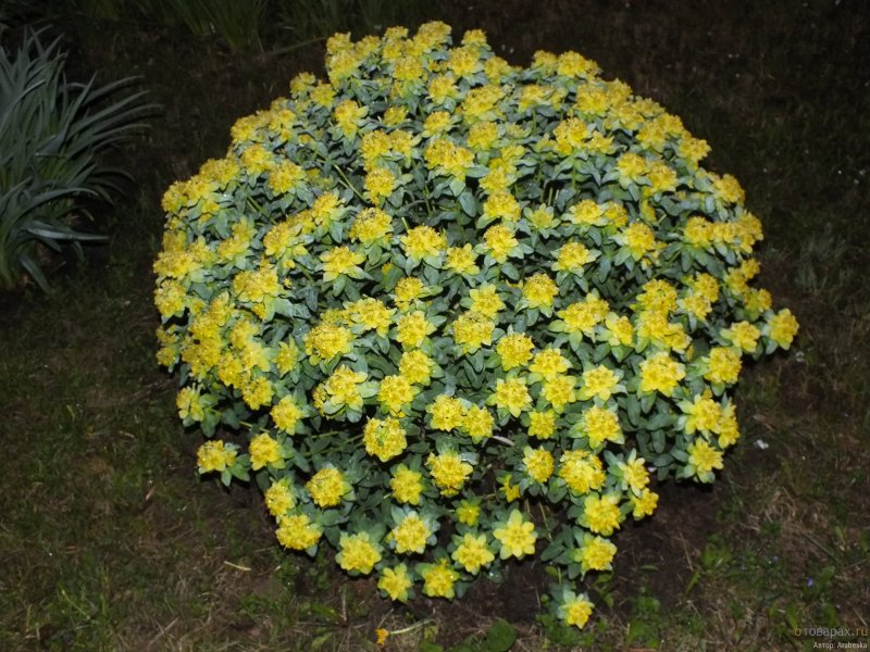 Молочай полихрома