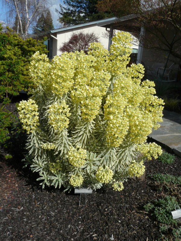 Молочай харациас Euphorbia characias «Tasmanian Tiger»