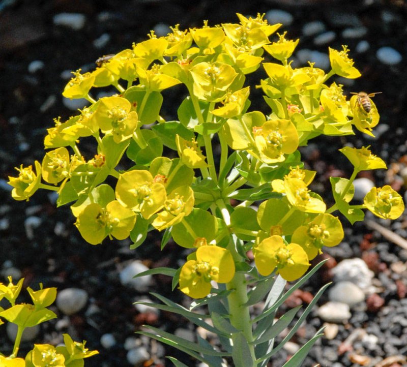 Молочай миндальный (Euphorbia amygdaloides `purpurea`)