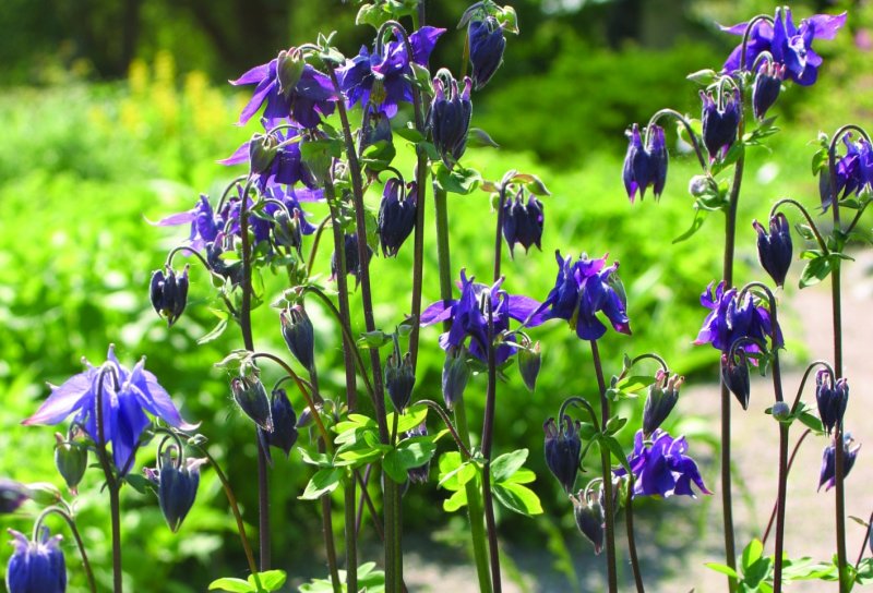 Водосбор обыкновенный Aquilegia vulgaris